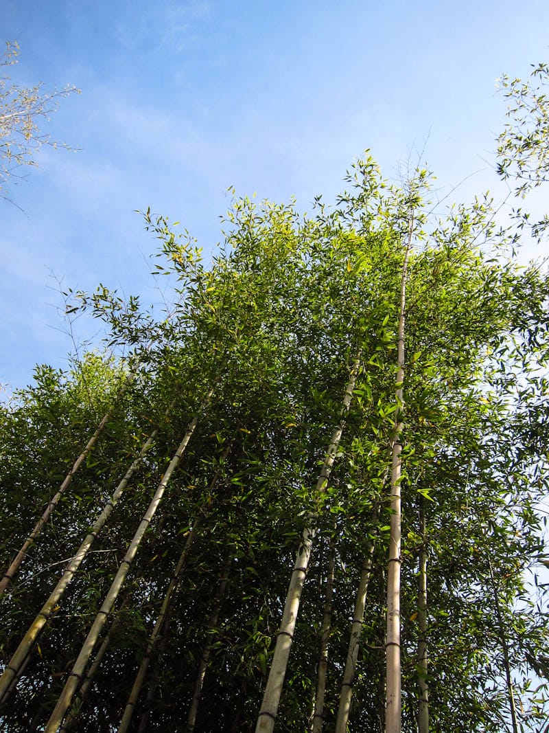 Bamboo trees at Dream Forest
