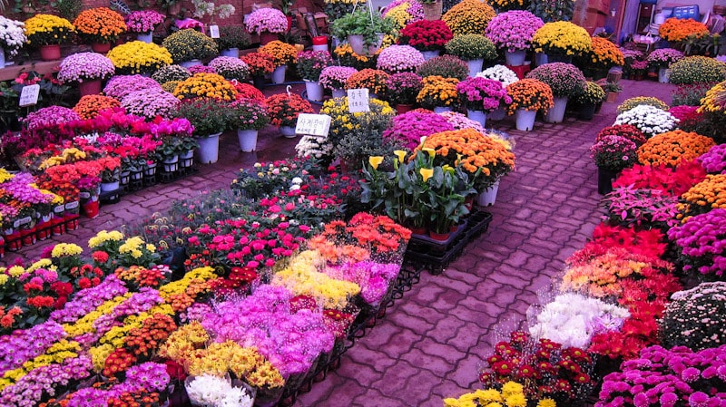 Every shade of color at Yangjae Flower Market