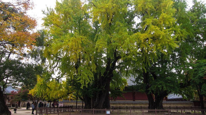 These ginkgo trees have been designated as a Natural Monument in Korea