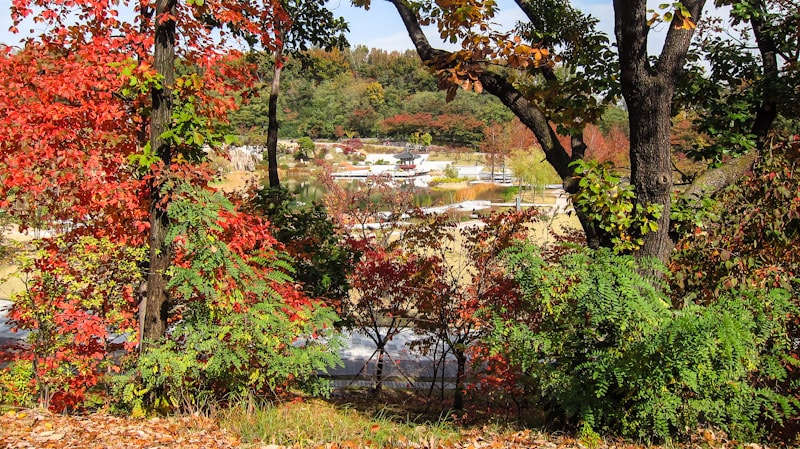 Looking down towards the pond at Dream Forest