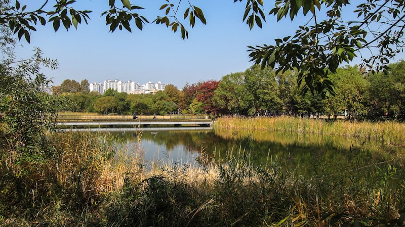 Nature in the middle of the city at Seoul Forest