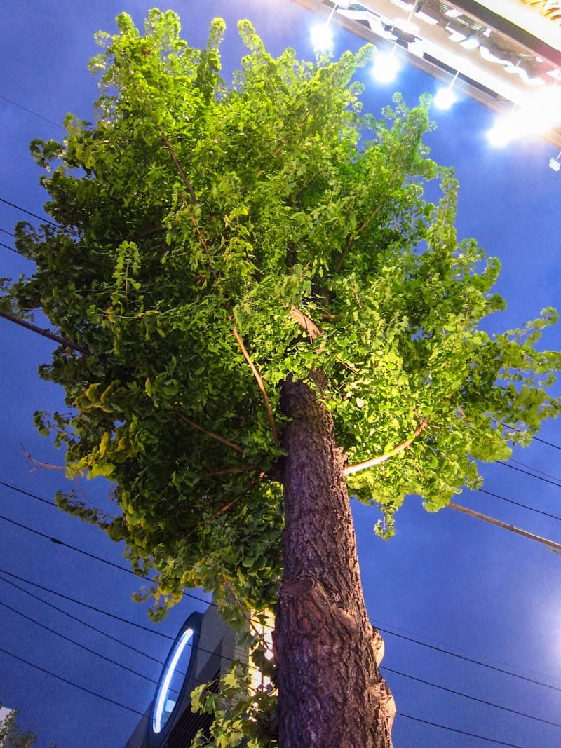 One of many ginkgo trees lining the street in Garosu-gil