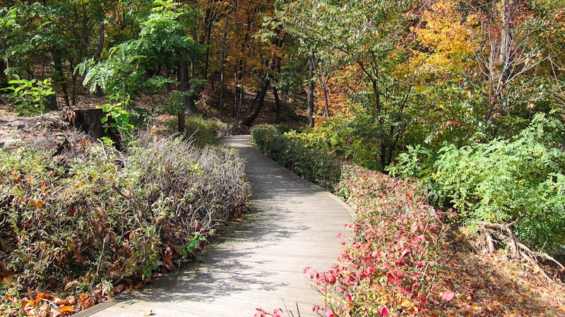 Peaceful walking trails at Dream Forest