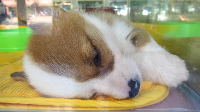 Puppy waiting to be adopted at Chungmuro Pet Street in Seoul, South Korea