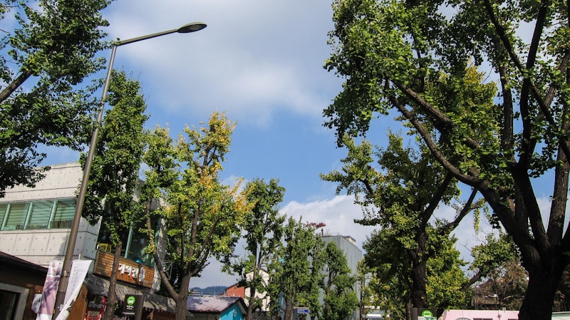 Trees lining Samcheong-gil, Seoul