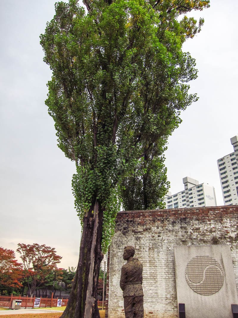 Poplar tree next to execution room.  It was here where patriots would weep when being lead to the execution room