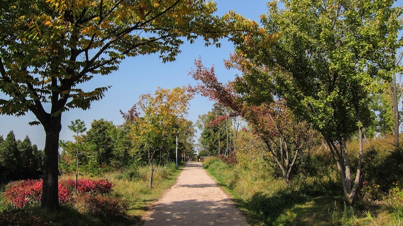 One of the many pathways through Seoul Forest