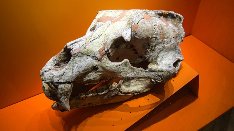 Upper and lower jawbone of Paleolithic age bear