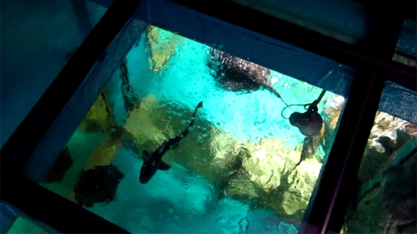 glass floor with fish