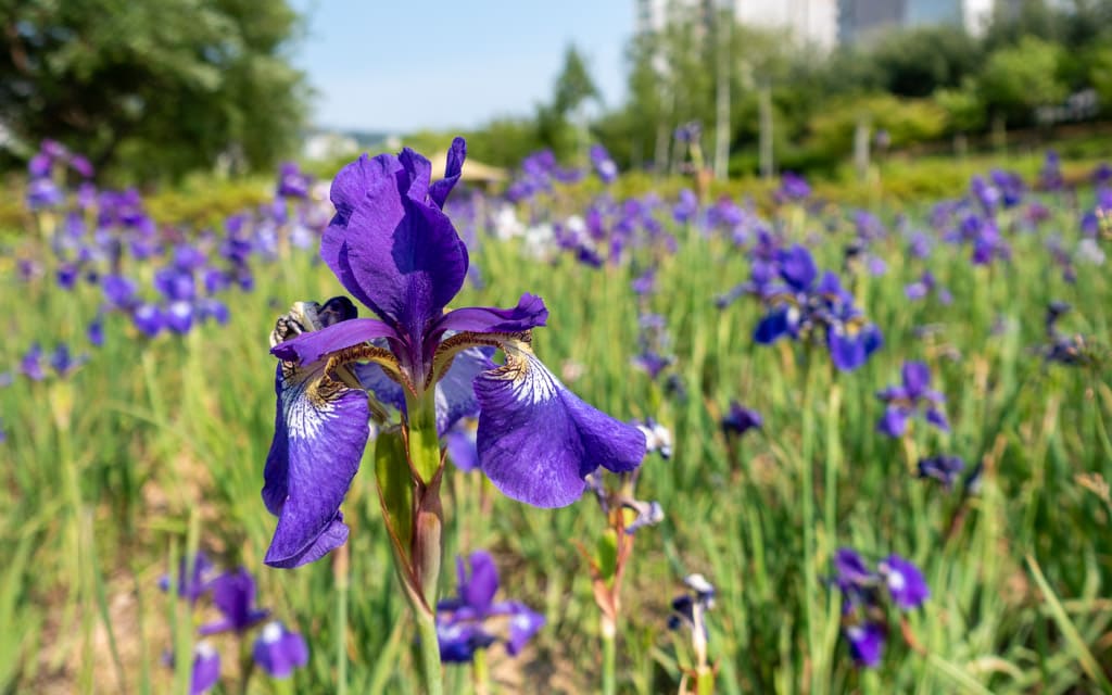 Iris garden