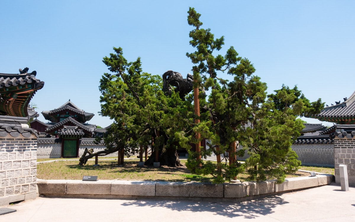 The 750 year old Changdeokgung Chinese Juniper, Huwon Secret Garden, Changdeokgung Palace, Seoul, Korea